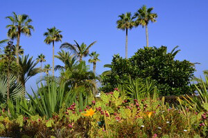 Vegetation bei Puerto de la Cruz - Teneriffa