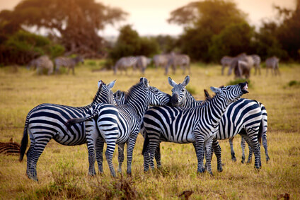 Kenia Country