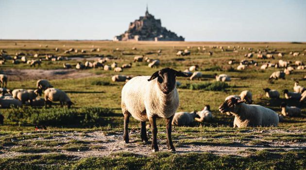 Schafe in der Normandie