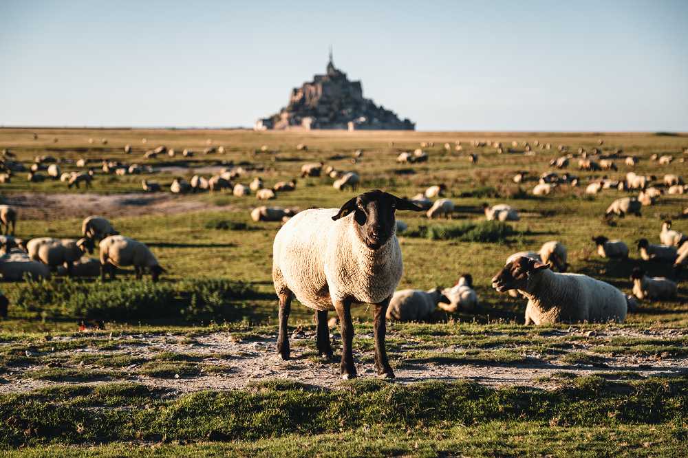 Schafe in der Normandie