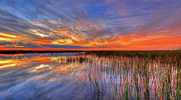 Everglades in Florida