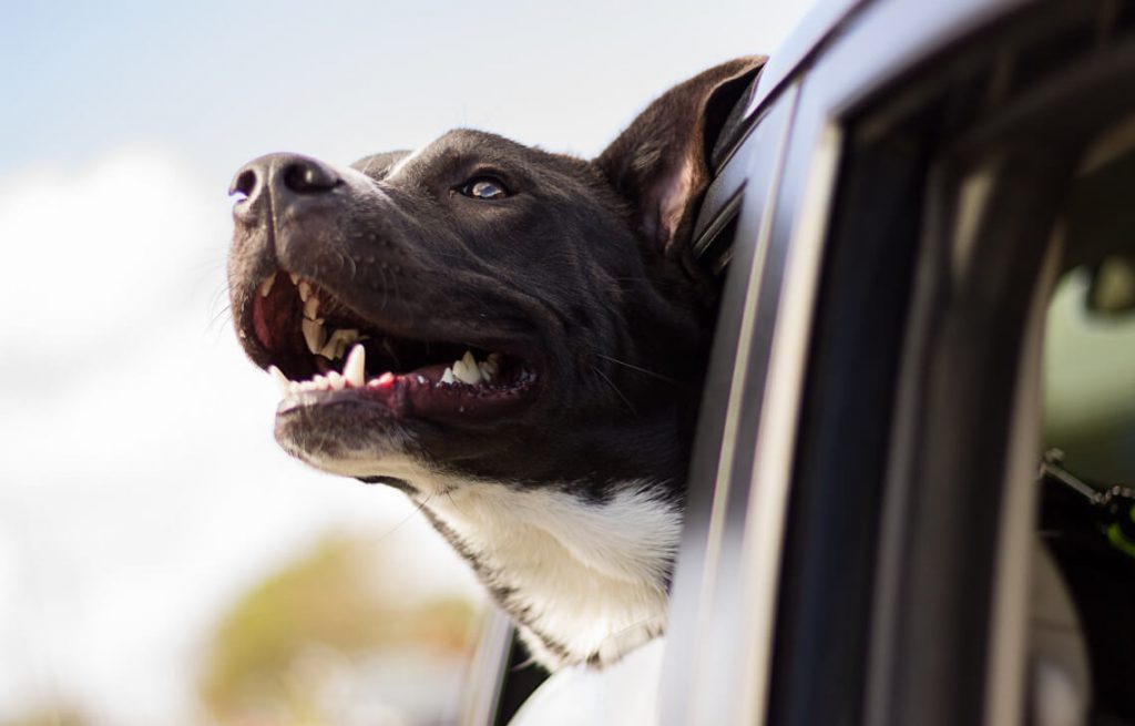 Reisen mit dem Hund im Auto