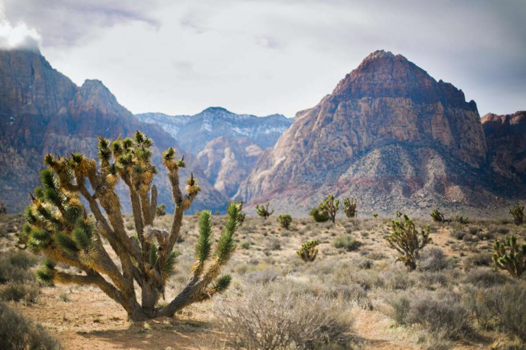 Ausflugsziele Las Vegas: Red Rock Canyon