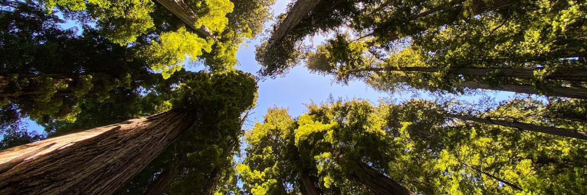 Redwood National Park