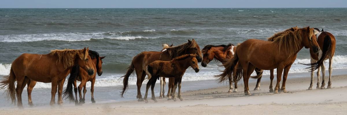 Assateague Island