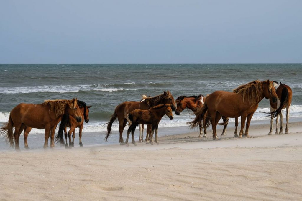 Assateague Island