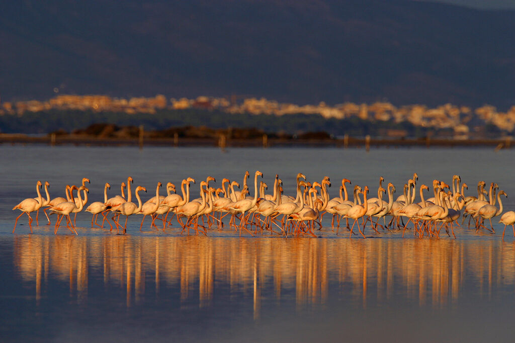 Grand Tour von Katalonien: Flamingos im Naturpark Ebro-Delta