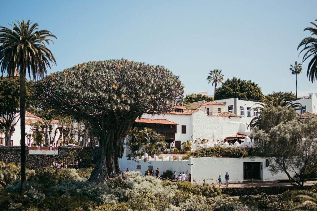 Der berühmte Drachenbaum „Drago Milenario“ und weiße Kolonialhäuser im Ort Icod de los Vinos auf Teneriffa.