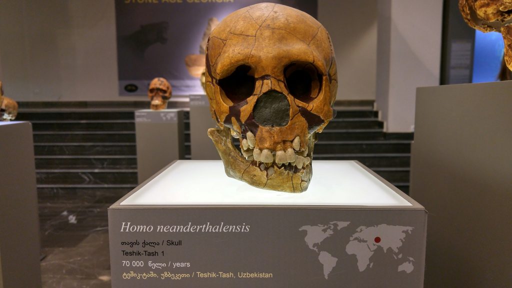 Schädel eines Homo neanderthalensis auf einem Sockel in einer Museumsausstellung.