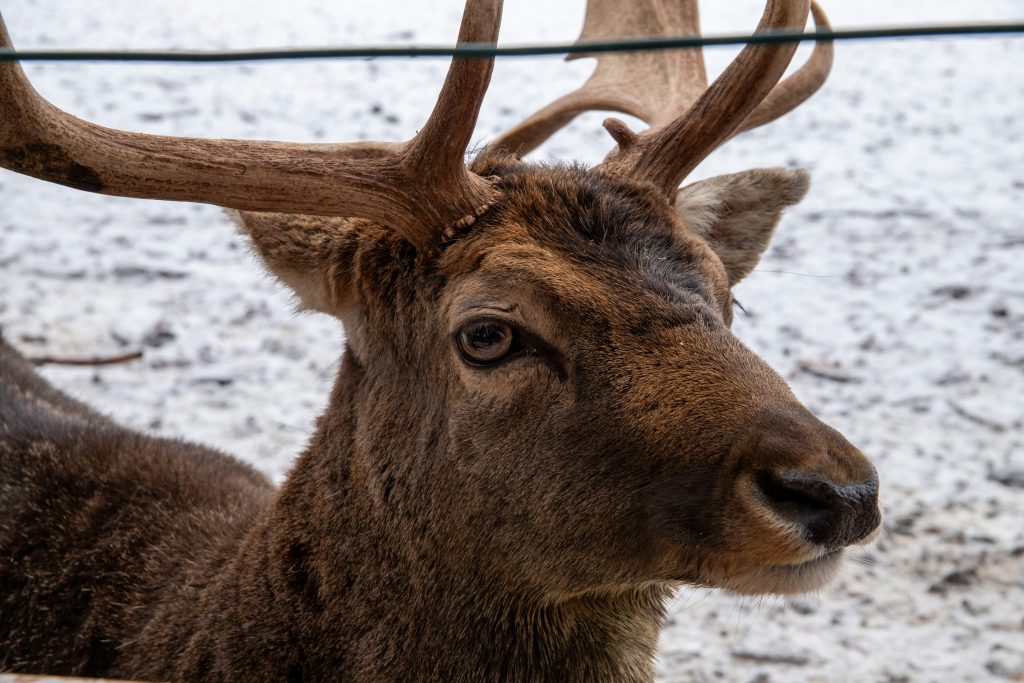 Nahaufnahme eines Rotwildhirsches mit Geweih im Wildpark Poing im Winter.