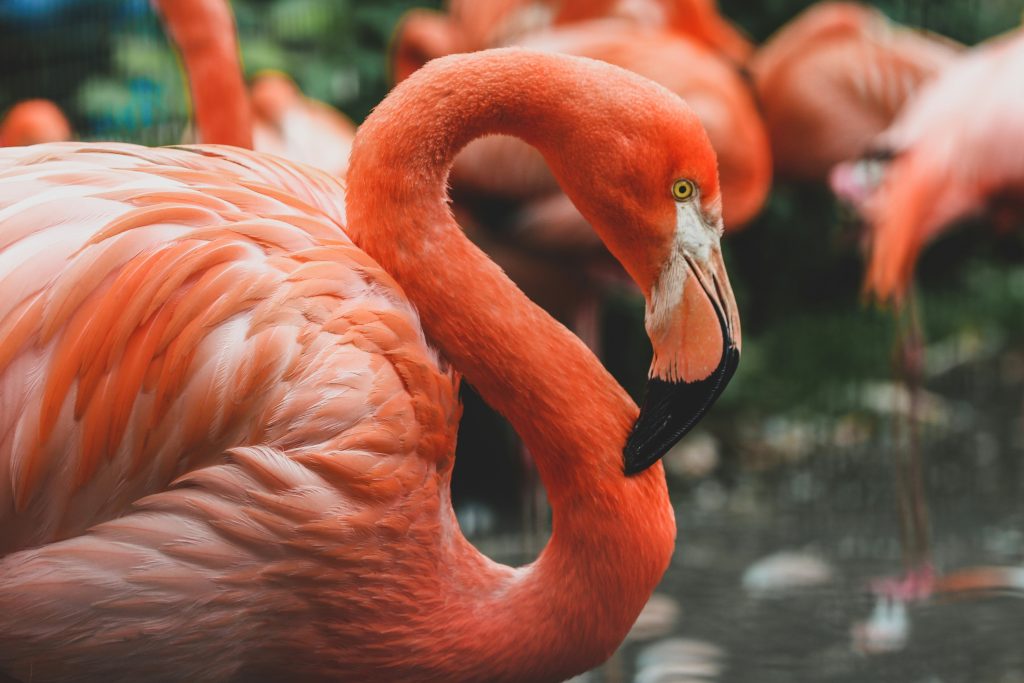 Nahaufnahme eines rosafarbenen Flamingos am Wasser mit weiteren Flamingos im Hintergrund.
