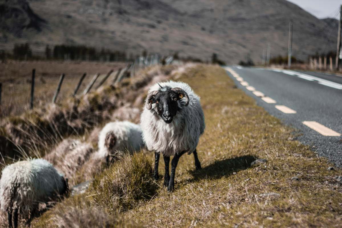 Autofahren in Irland Unterwegs auf der grünen Insel SIXT Magazine